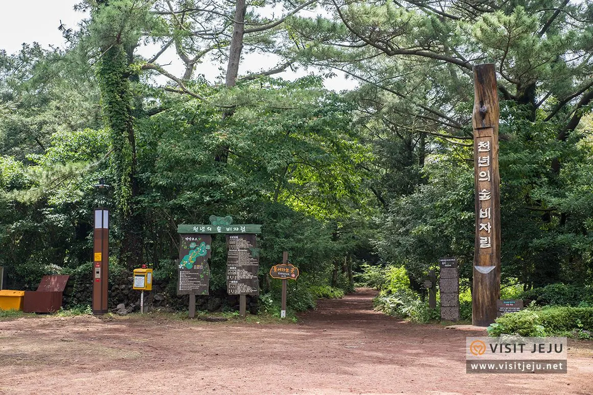 울창한 비자나무 숲길 (출처: 제주관광공사 홈페이지)