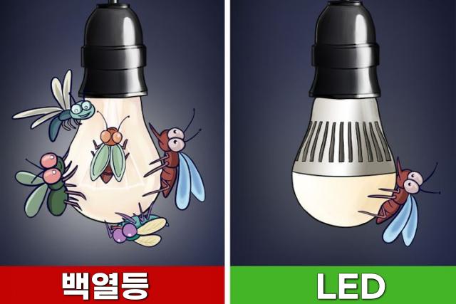 집에 벌레 들어오는 이유 벌레없는집 LED등