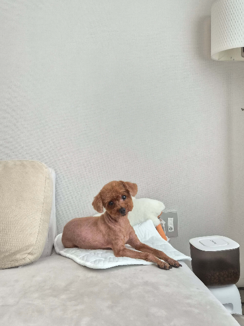 강아지 털관리