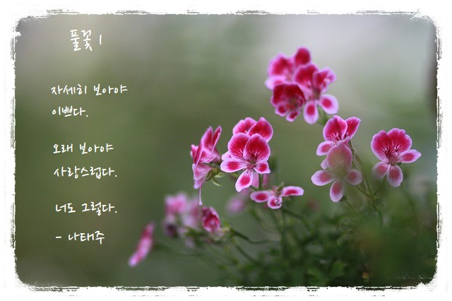 '풀꽃1' 시와 꽃이 있는 배경이미지