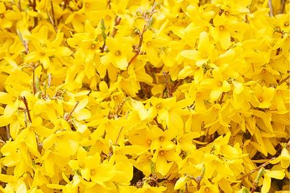 개나리 개화시기