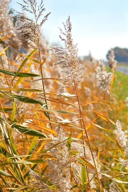 2025년 10월에 파종하기 좋은 작물들 농업 재배법_6