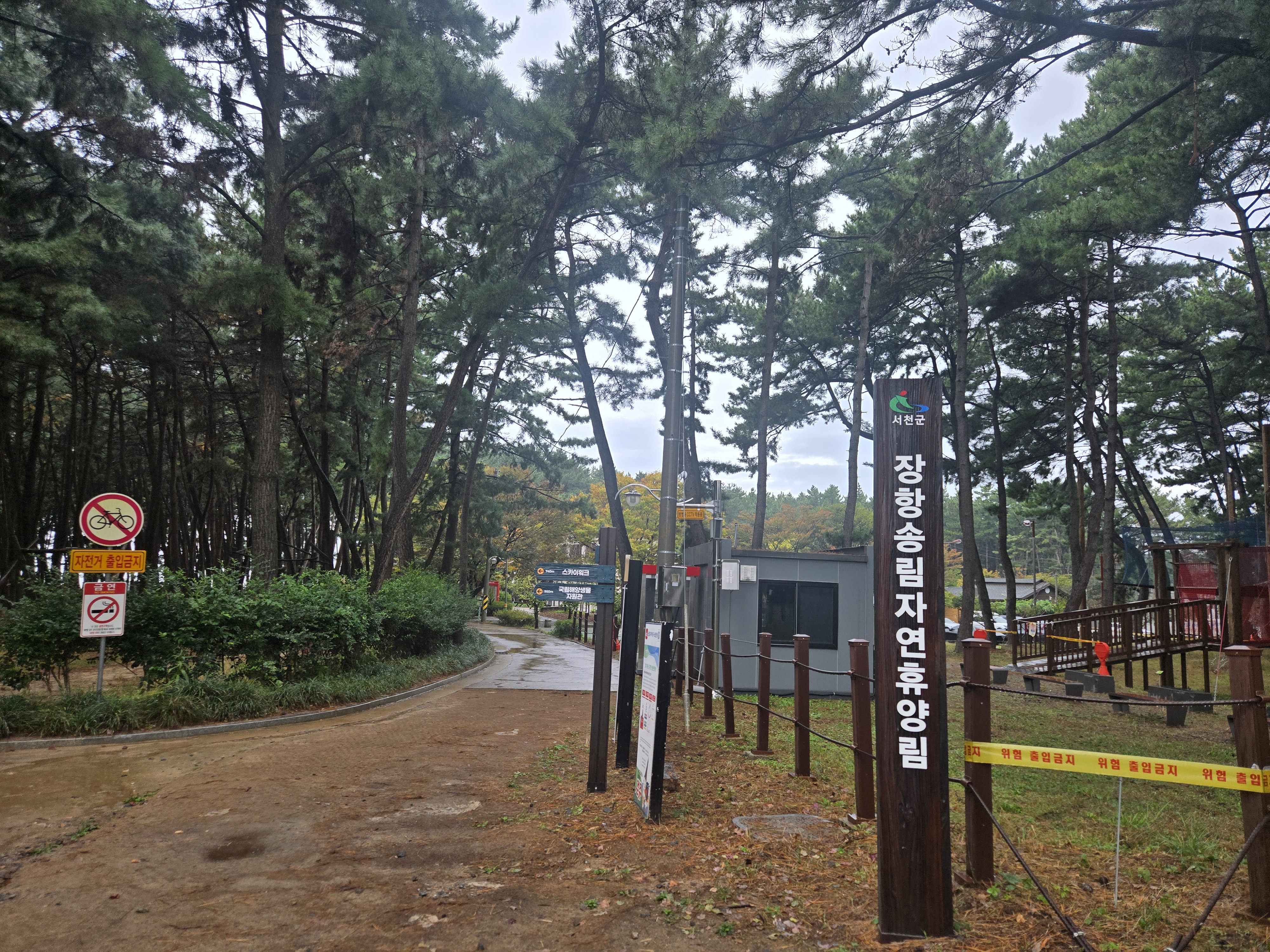 비 내리는 장항 송림숲&amp;#44; 맥문동 꽃 대신 푸른 숲을 만났습니다