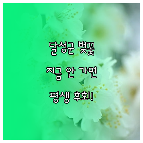 대구 달성군 지역별 벚꽃 절정 시기와..