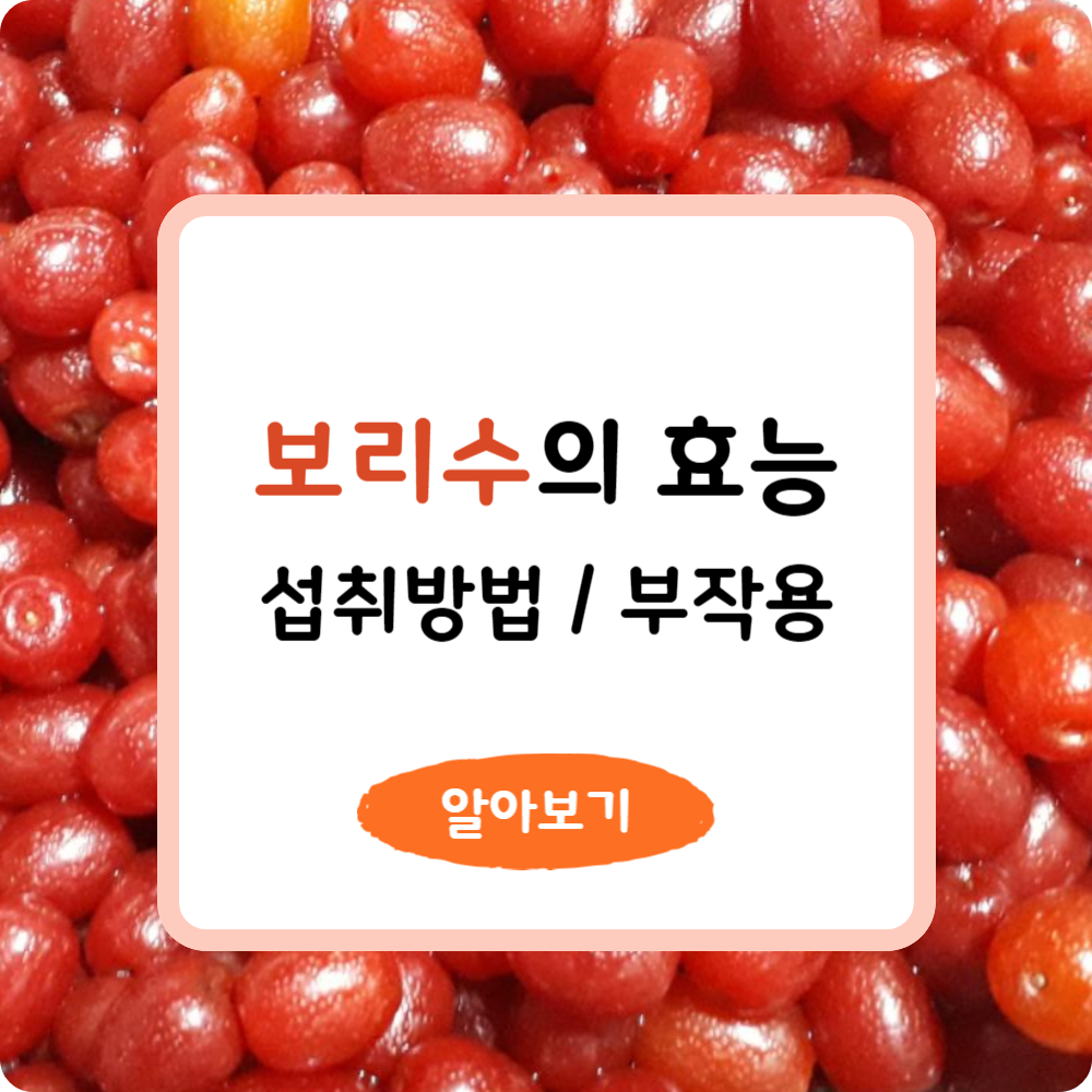 보리수 열매 효능 및 섭취 방법, 부작용 알아보기