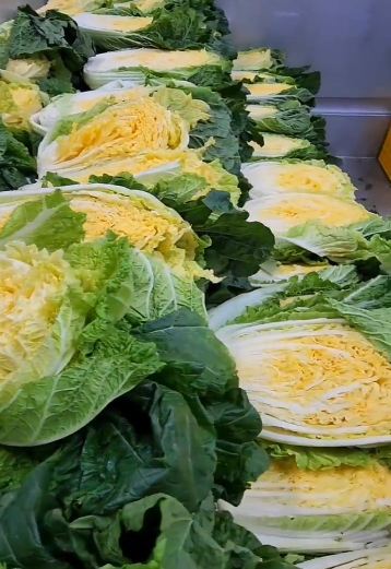 솔바위농장 배추