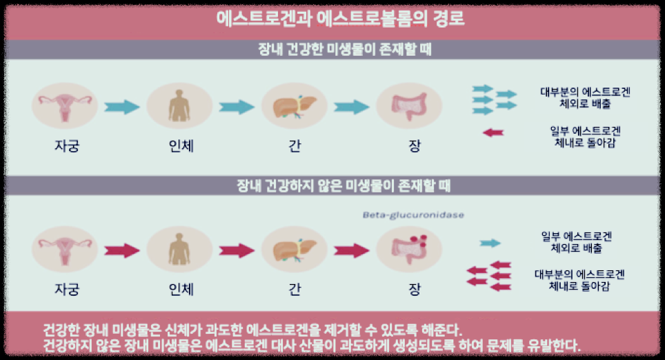 에스트로겐과 장내 유익균인 에스트로볼롬의 경로를 나타내는 그림입니다.