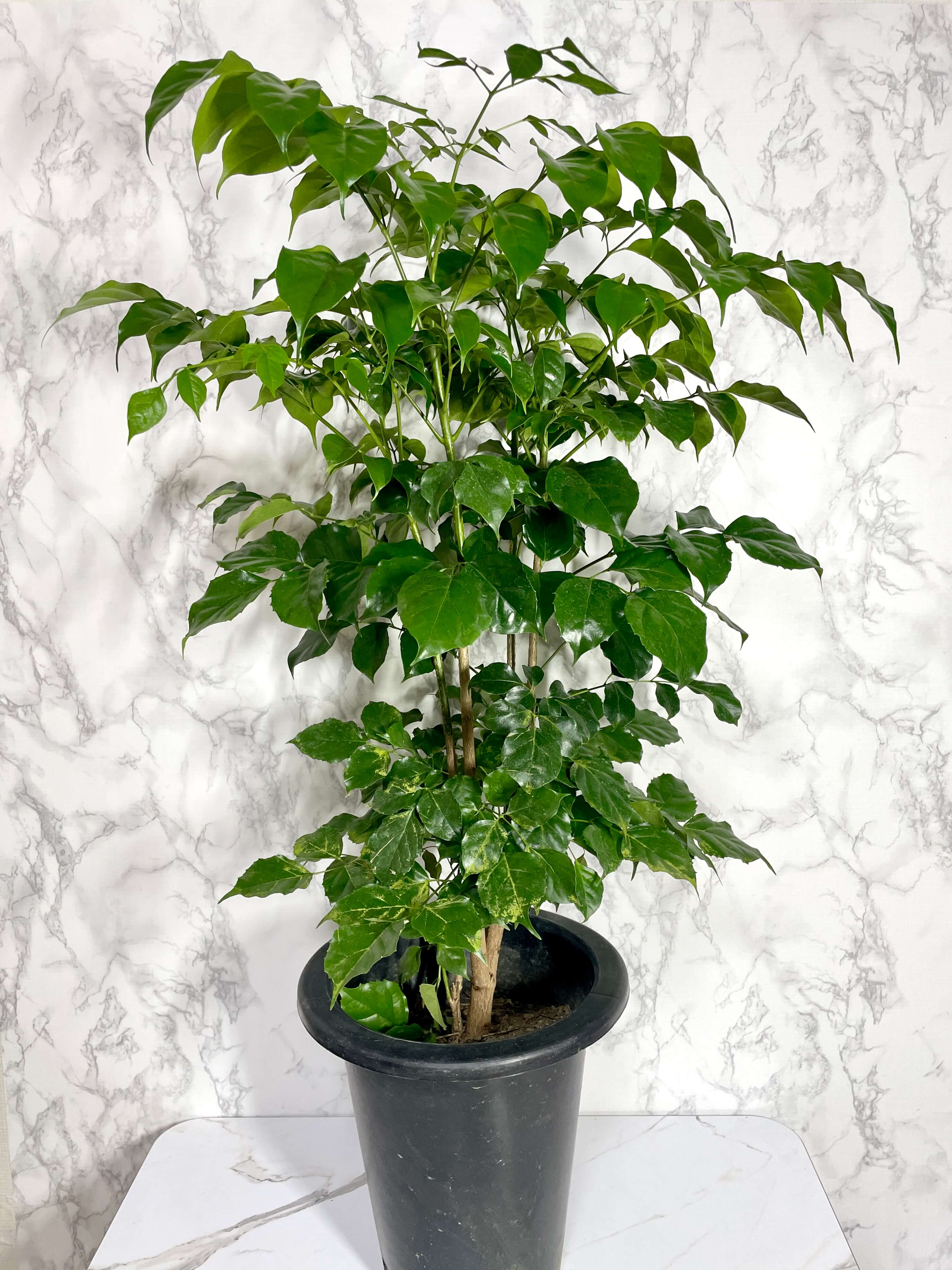 녹보수 키우는법