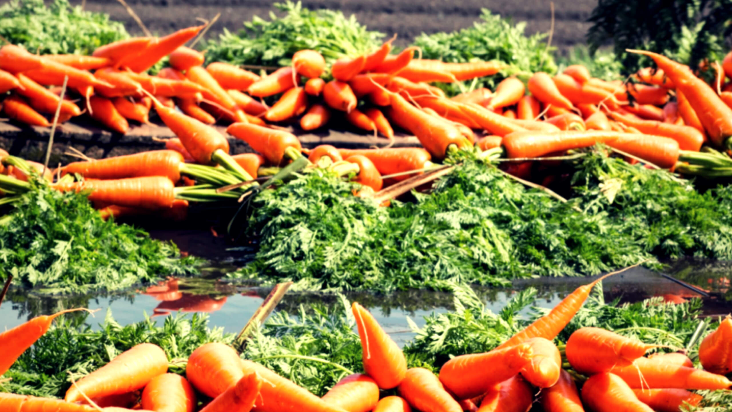 눈에 좋은 베타카로틴이 풍부한 당근