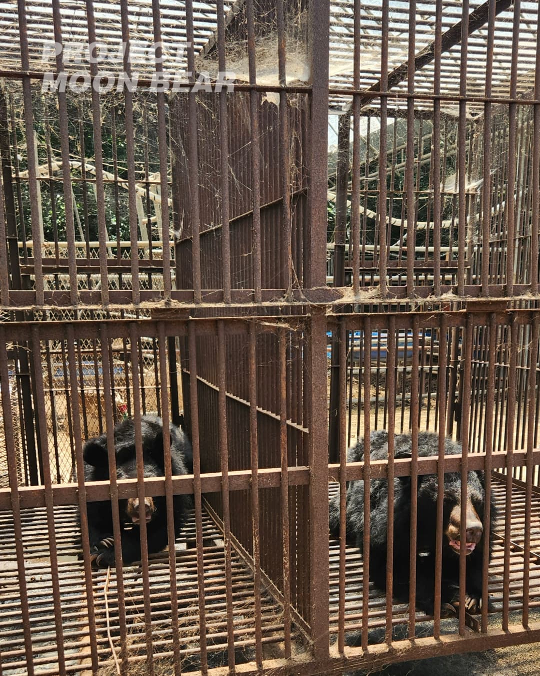 사육곰 농장에 방치되어 있는 곰들