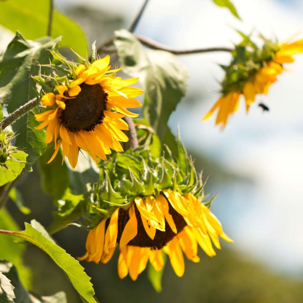 파주 해바라기 축제