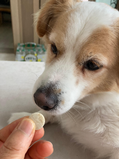노령견의 슬개골 건강을 위한 기본 생활 습관
