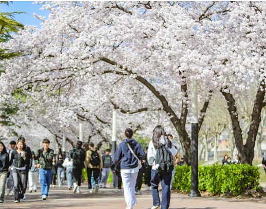 경산 벚꽃