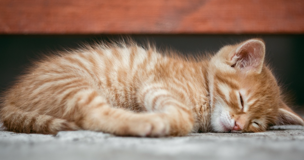 곤히 잠을 자는 고양이의 모습