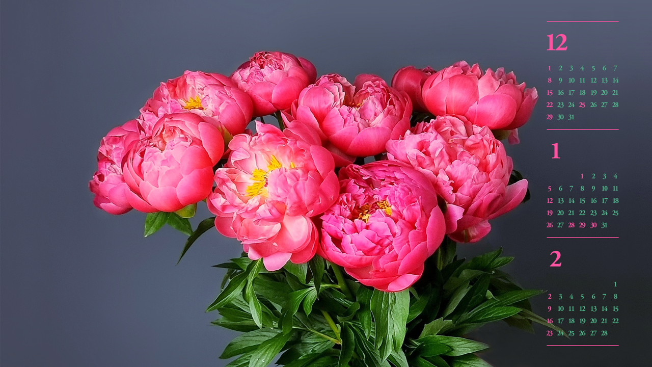 11 활짝 핀 목단꽃 B - 2025년1월 노트북배경화면