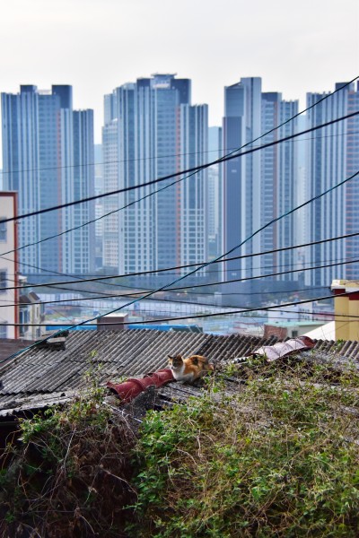 가야동 산동네 고양이