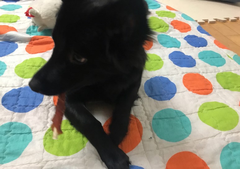 강아지간식 치킨말이스틱 자연의 사랑을 담은 순살득뿜!