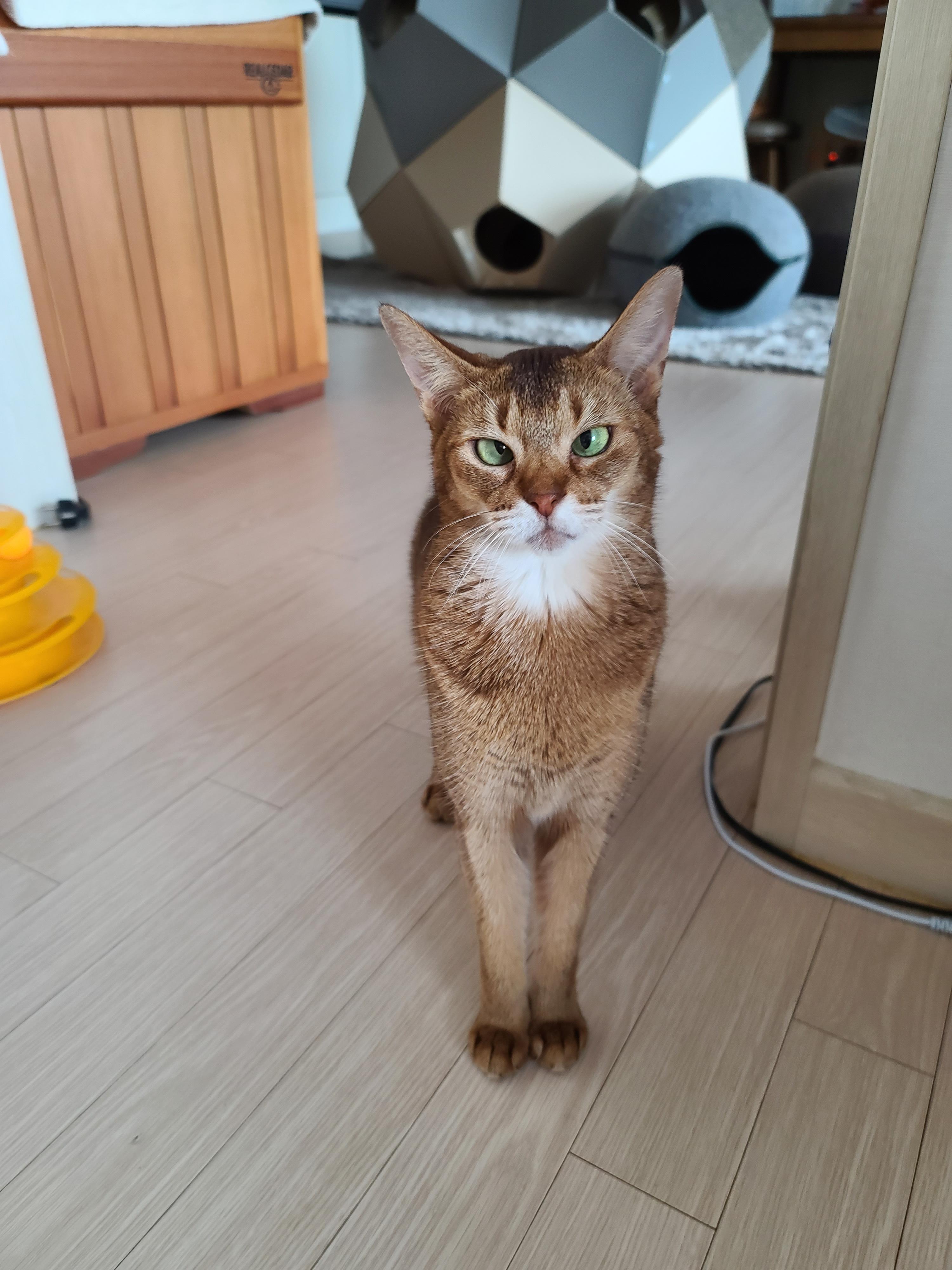 신고식 안한 신입 드라이기 혼쭐내는 용감한 아비시니안고양이 루디.