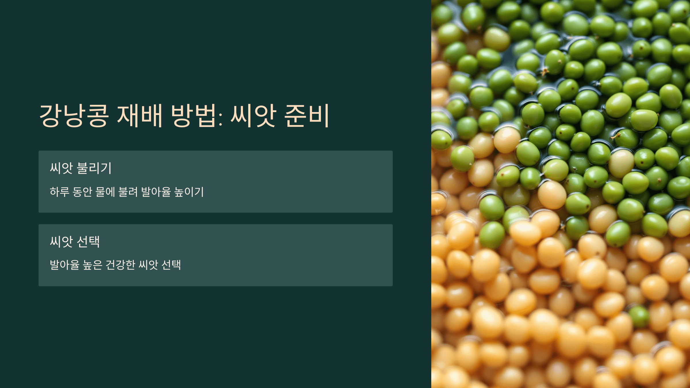 강낭콩 사진입니다.