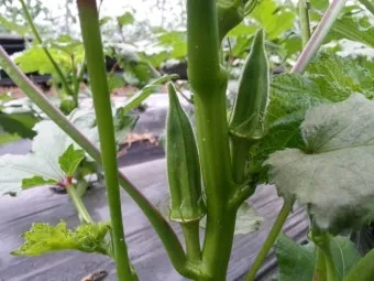 오크라 재배 파종 깊이 따뜻한 흙 물주기 요령_7
