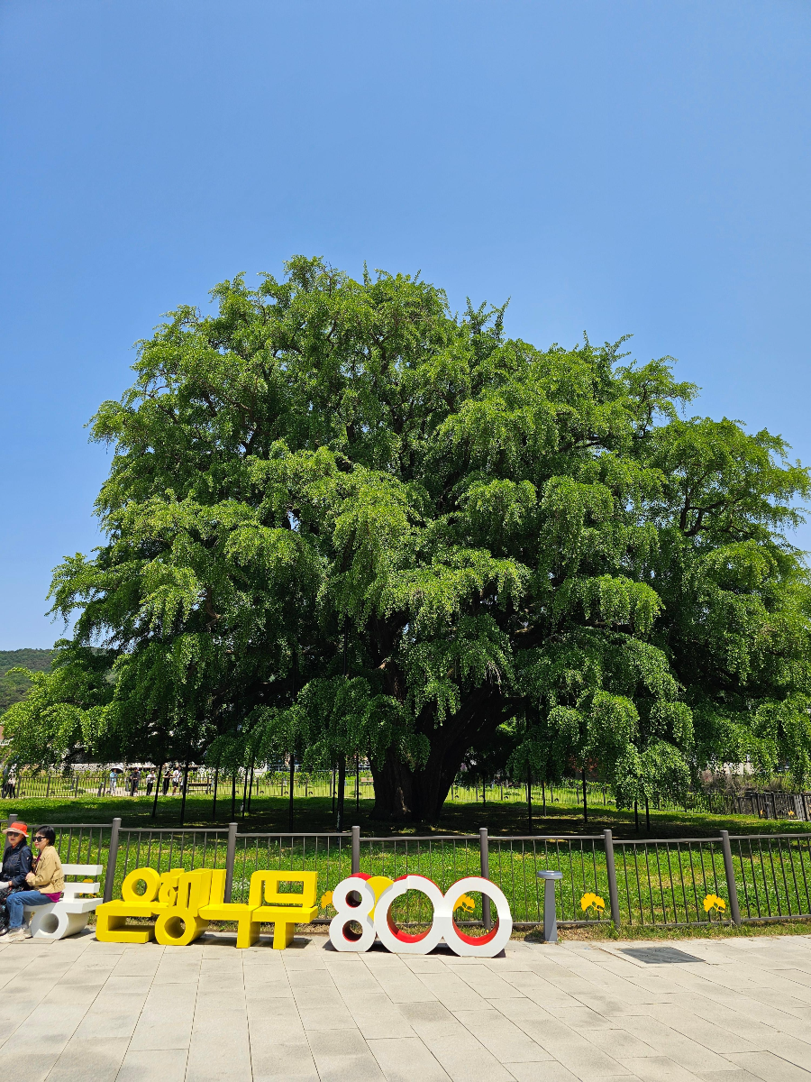 주변 볼만한 곳 장수동 은행나무