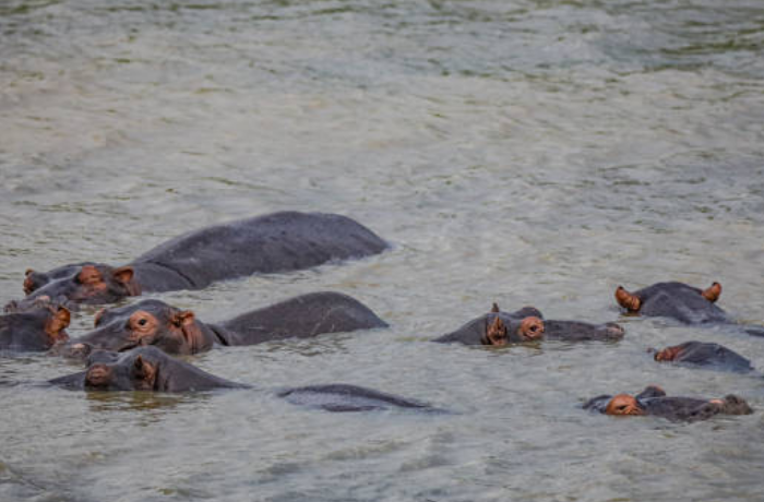 하마 무리의 꿈