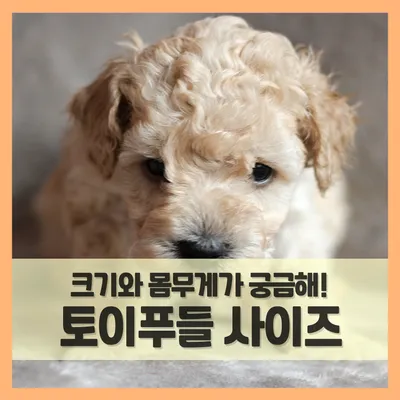 토이 푸들 분양가 성격 특징 장단점 사료추천 가격_4