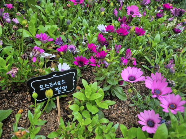 다양한 색상의 오스테오스펄멈(데모루) 꽃들이 화사하게 피어있고 이름표가 보임