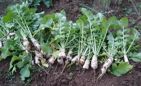 알타리무 재배 서늘한 기온 관리 연속 수확 물 주기_3