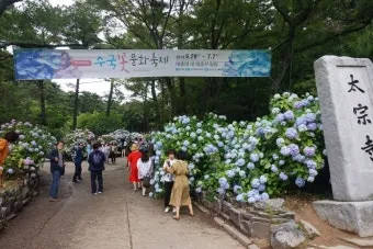 태종대 수국축제 일정 위치 주차팁 꿀정보 정리_5