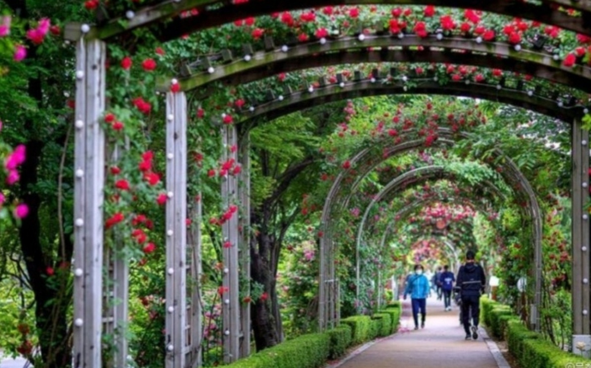 서울 장미 축제 이미지