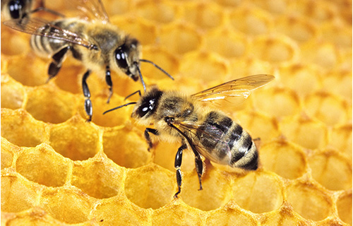 프로폴리스효능