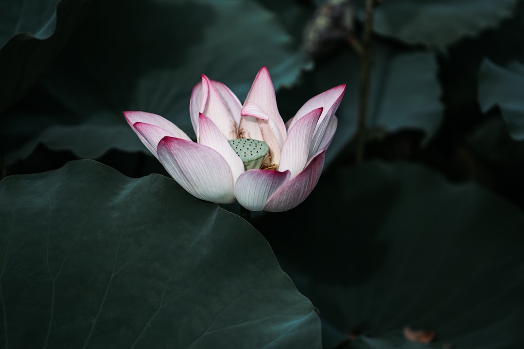 Lotus root