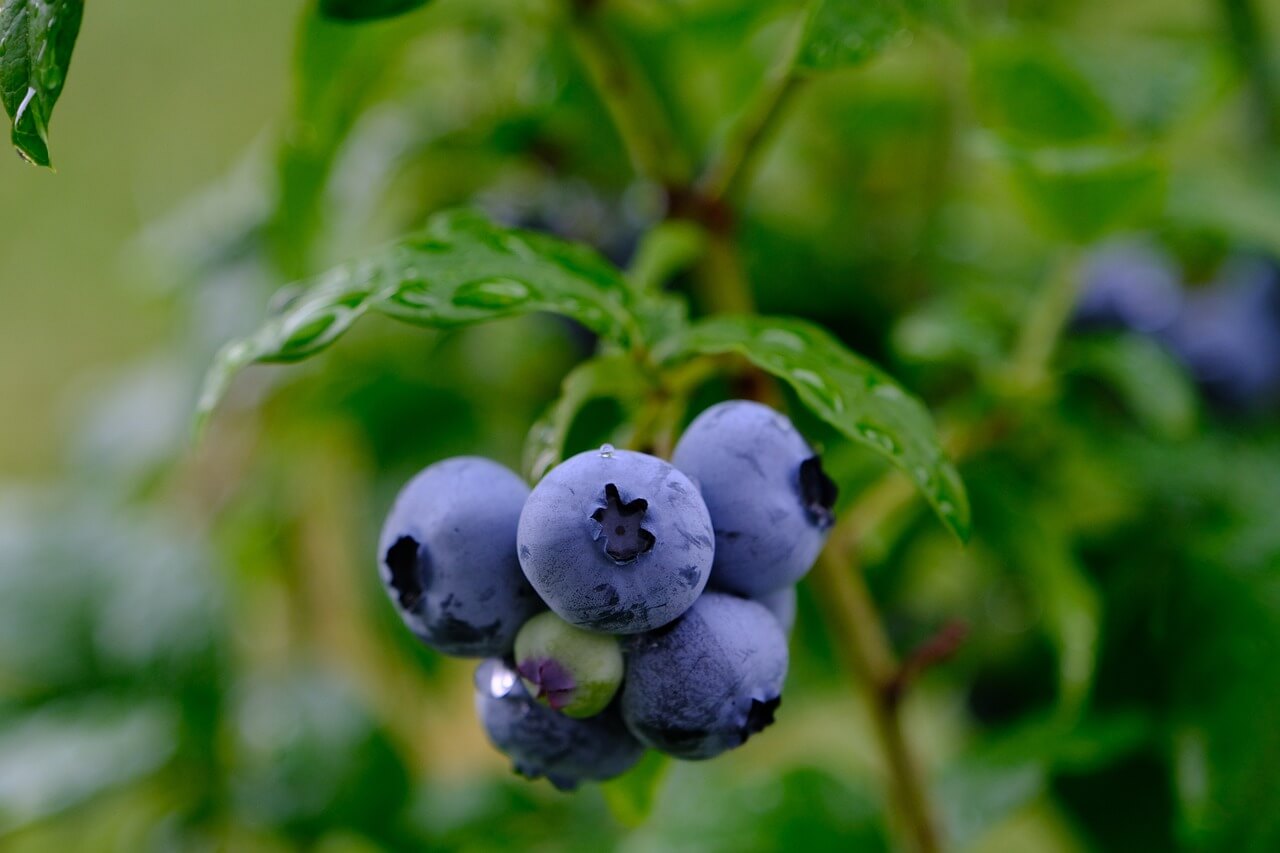 블루베리