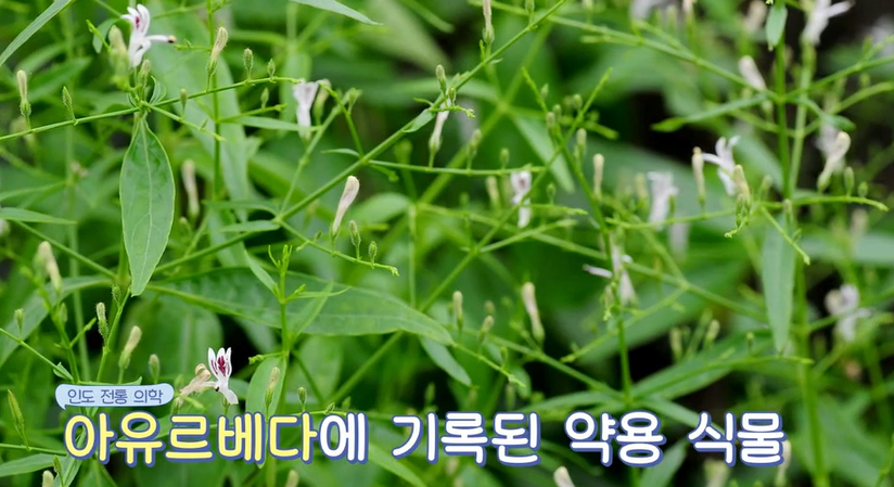 천심련