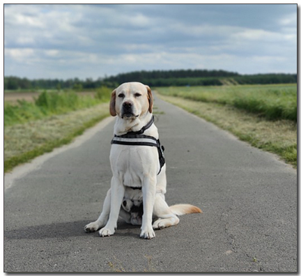 ์์์๋ ํ์ ๋๋ธ๋ผ๋ ๋ฆฌํธ๋ฆฌ๋ฒ