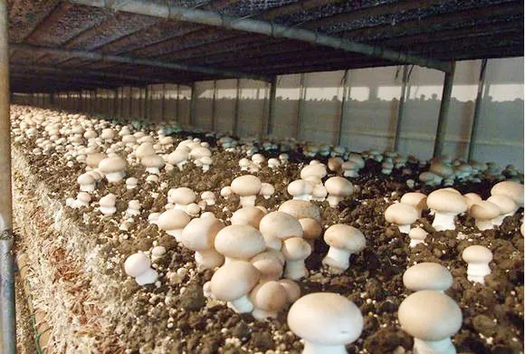 양송이버섯 재배 배지 준비 온도 습도 수확 정리_4