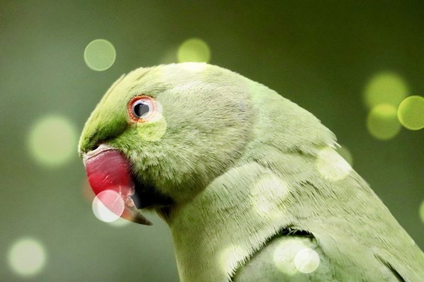 연두색 앵무새 머리