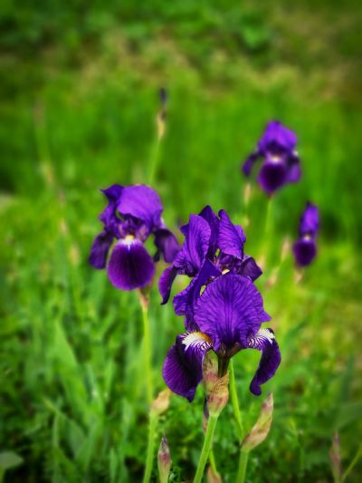대전 한밭수목원의 봄풍경