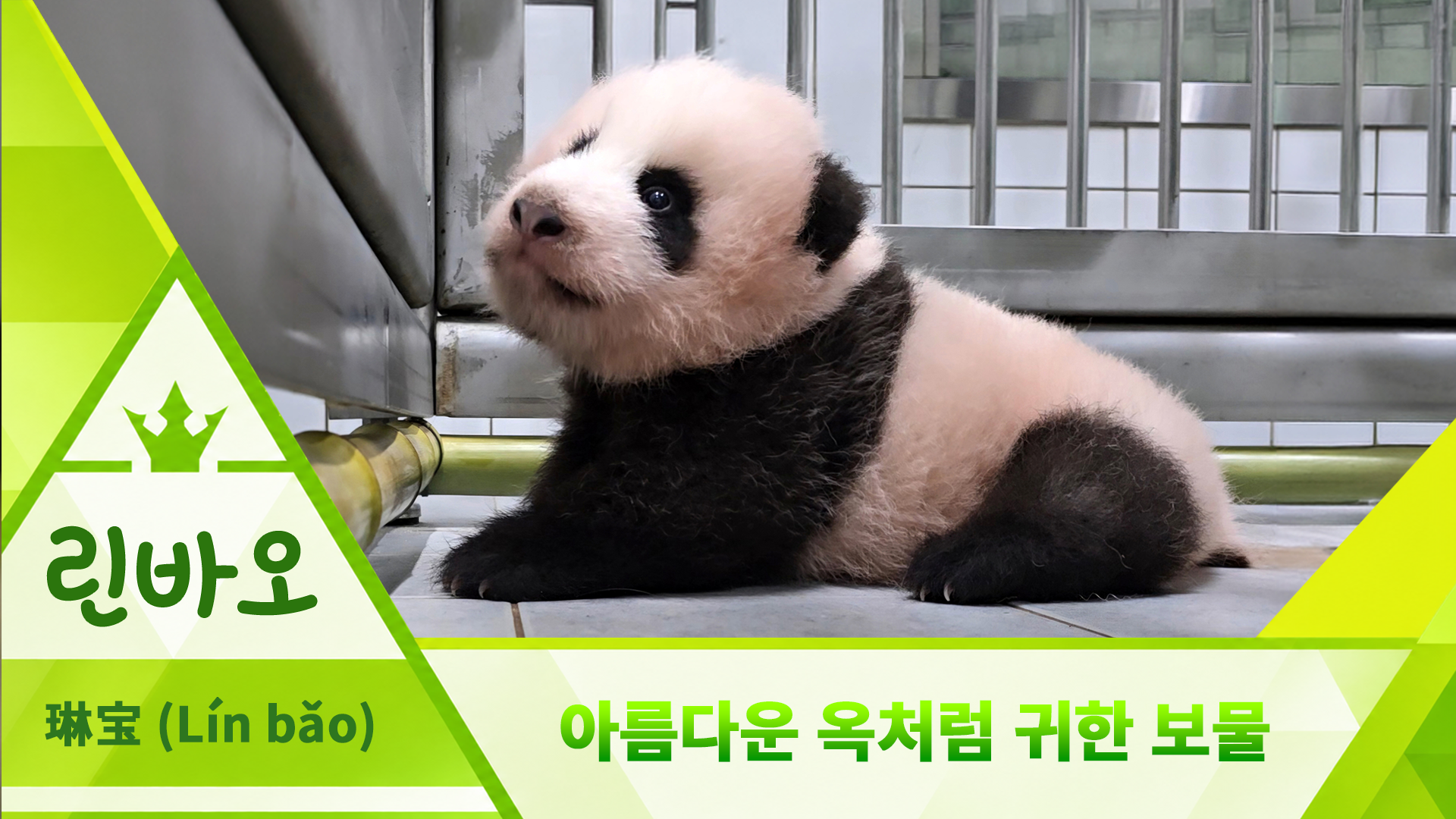 🐼기호 3번 린바오(琳宝)🐼 | #아기판다 #이름투표