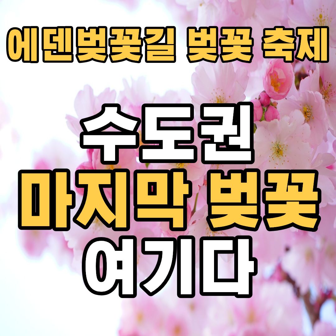 가평 에덴벚꽃길 벚꽃 축제 2026 일정 및 개화시기 공연 정보