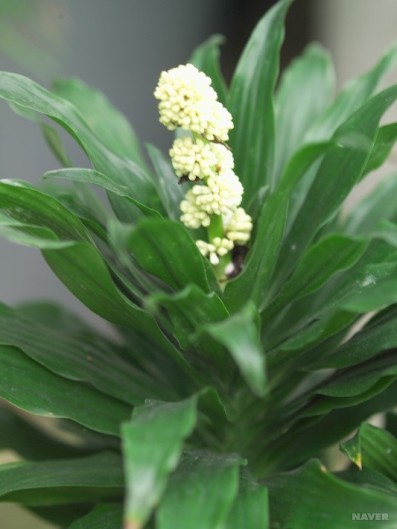 공기정화 식물 Best 5