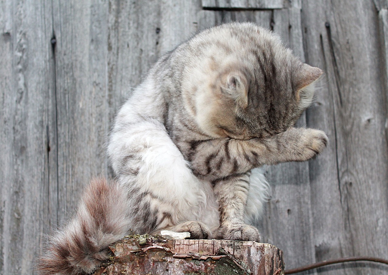 아메리칸 컬(American Curl)5