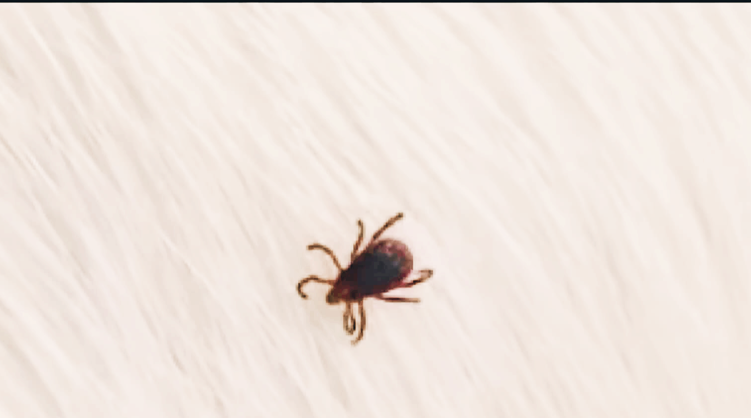 SFTS(중증열성 혈소판감소증후군) 바이러스 치료방법