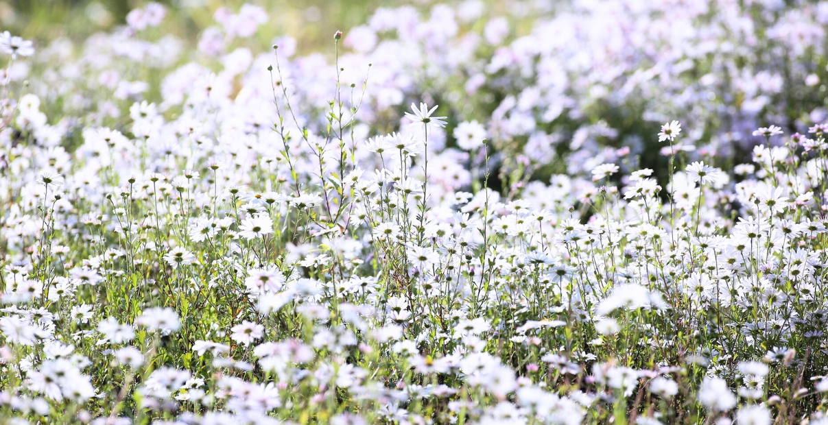 꽃과 자연, 문화 체험까지 한 번에