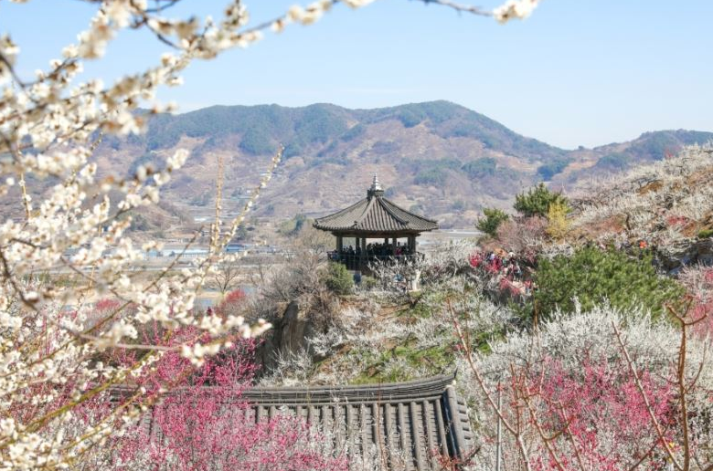 광양매화마을에 만개한 매화