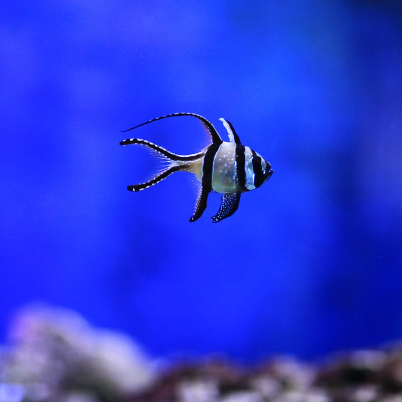 알러지가 있는 사람을 위한 특이한 반려동물 추천