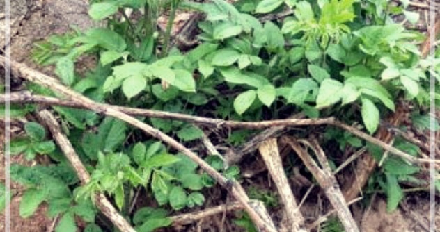 독활의 효능, 먹는법, 그리고 부작용에 관하여