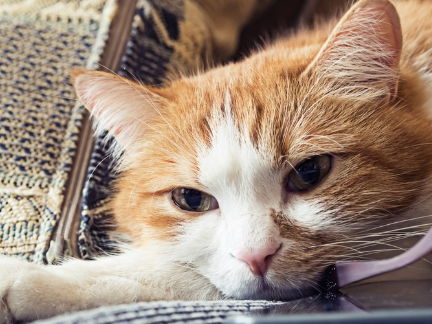 누워있는 고양이.