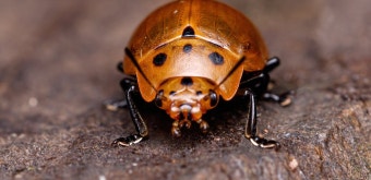 다이아몬드 딱정벌레